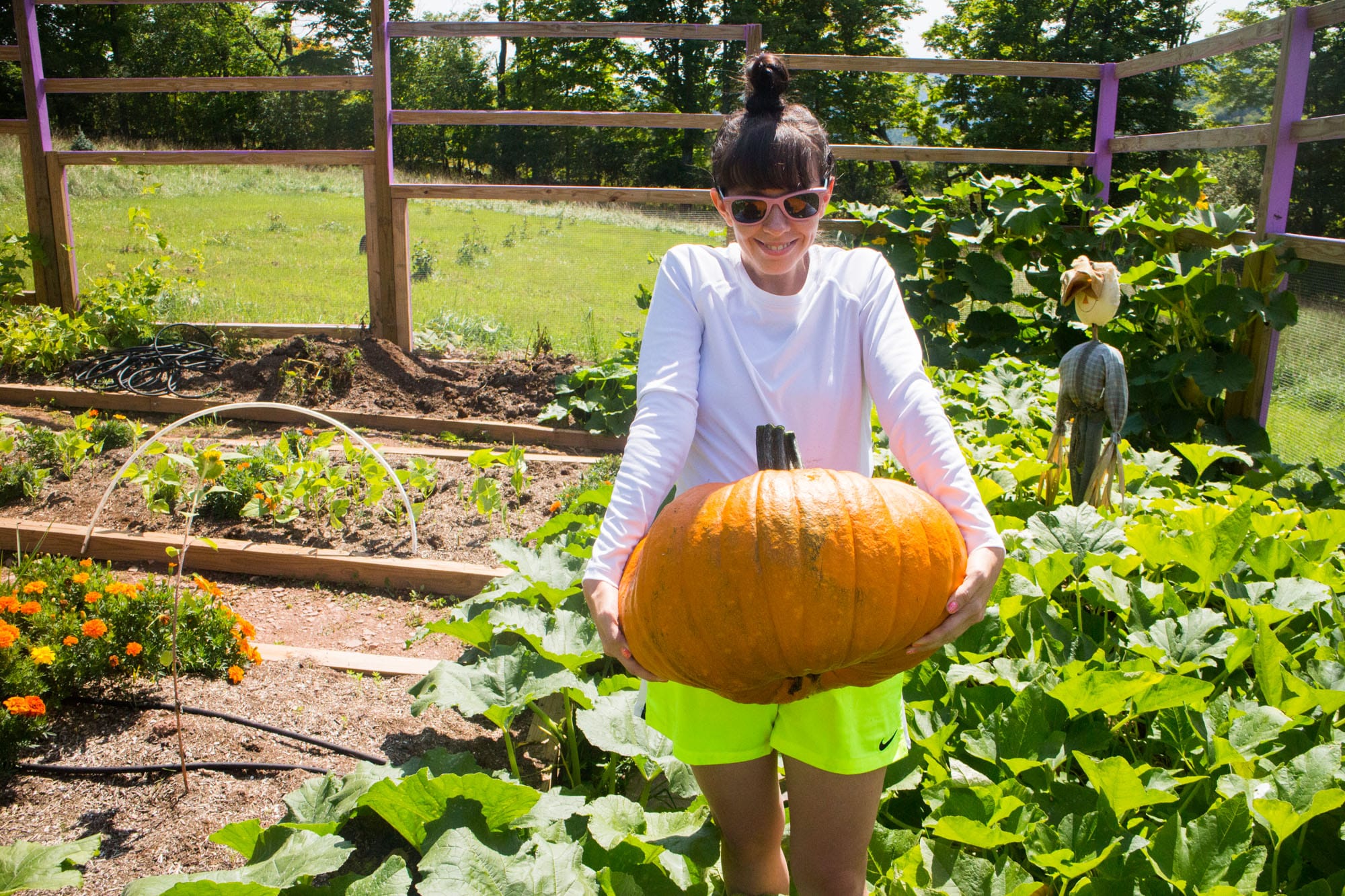 From Compost to Pumpkin Village: Our Unplanned Bumper Harvest